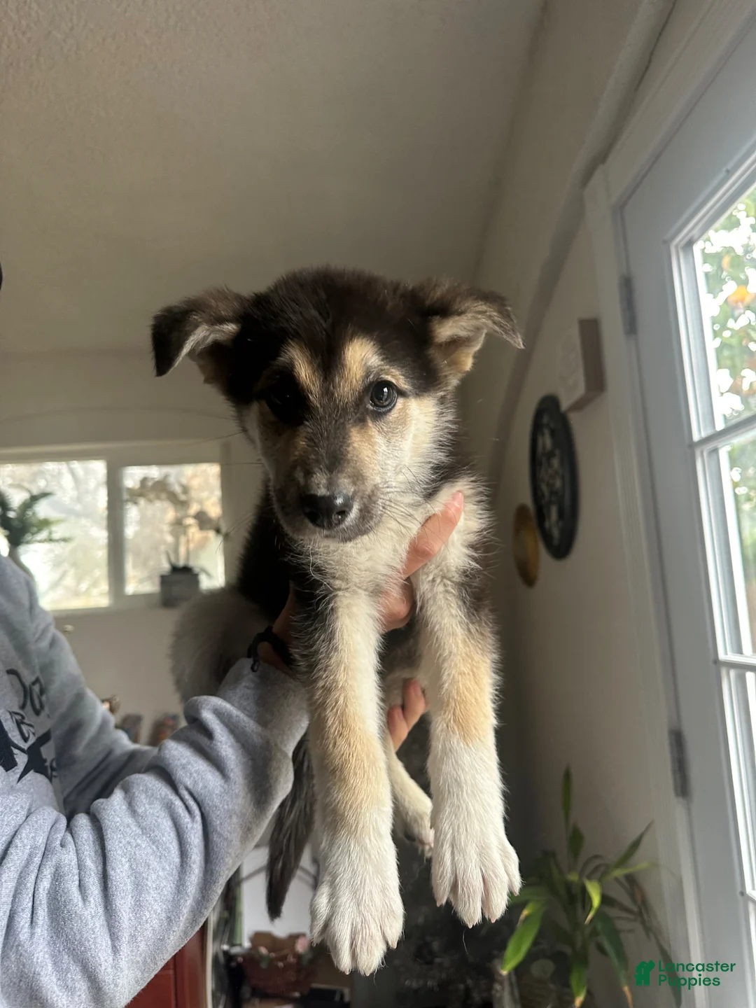 Gerberian Shepsky dogs for sale: Gerberian Shepsky Puppy 2 - Ad 1