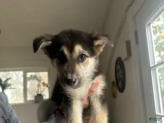 Gerberian Shepsky dogs Gerberian Shepsky Puppy 2 - Ad 23