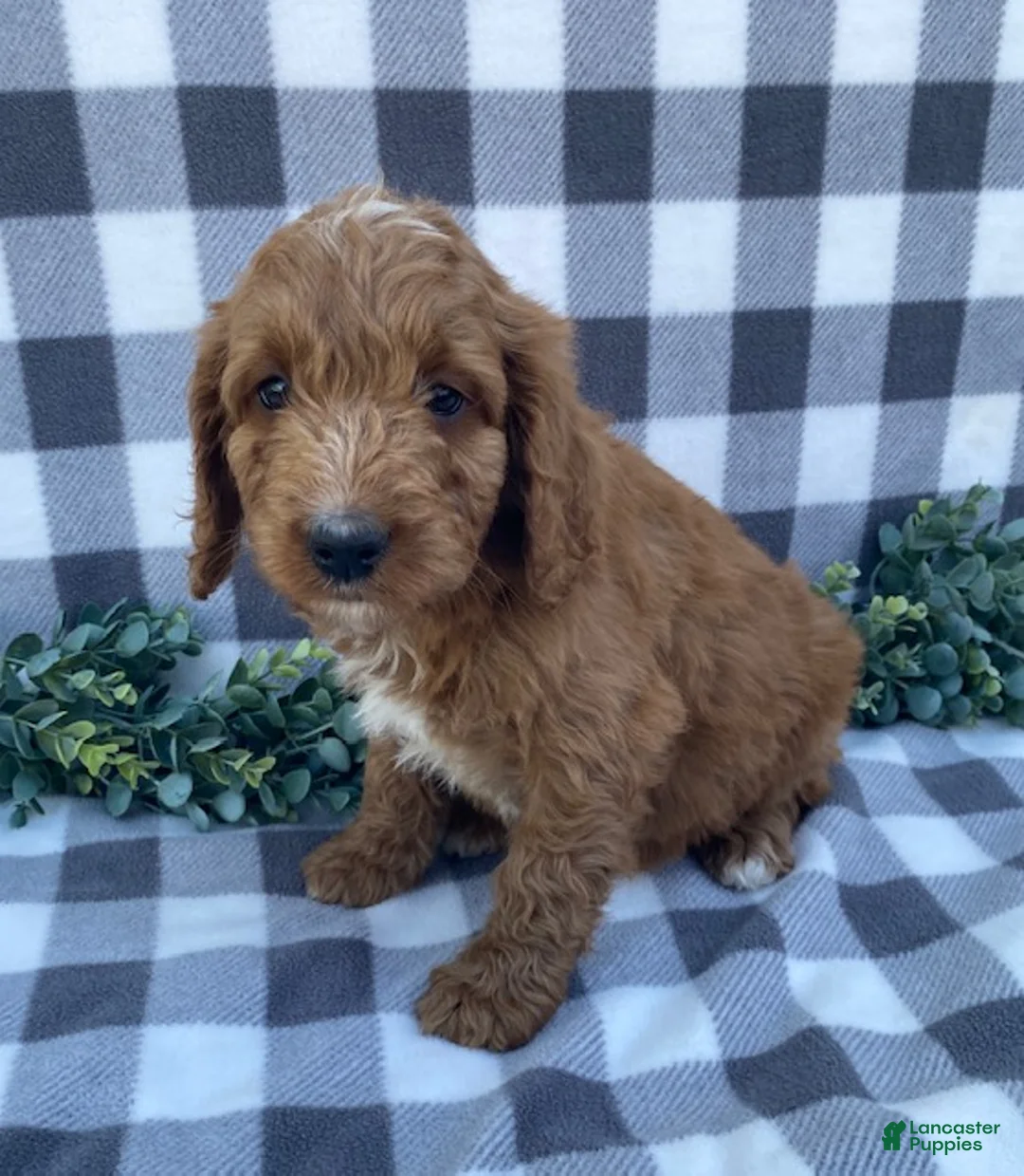 Mini Goldendoodle dogs for sale: Lucky - Ad 2