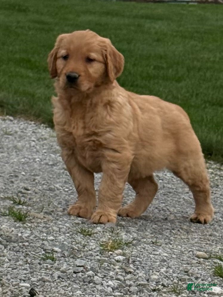 Golden Retriever dogs Zara - Ad 2