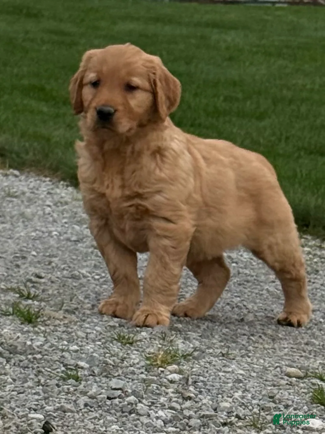 Golden Retriever dogs for sale: Zara - Ad 2
