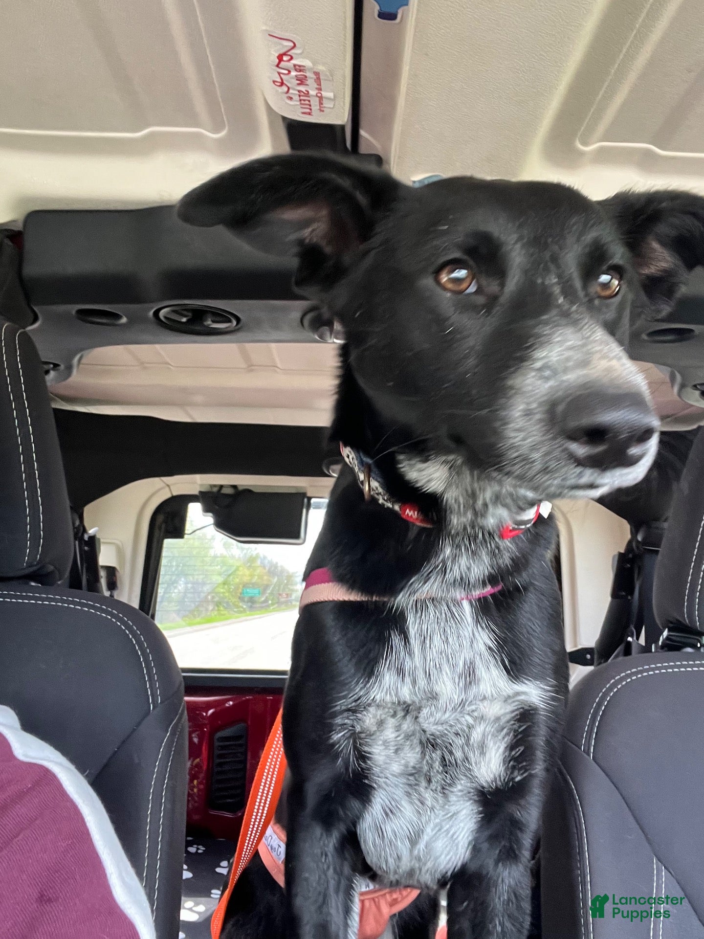 Border Collie dogs Little mama - Ad 14