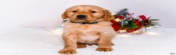 Golden Retriever dogs for sale: Benjy - Ad 3