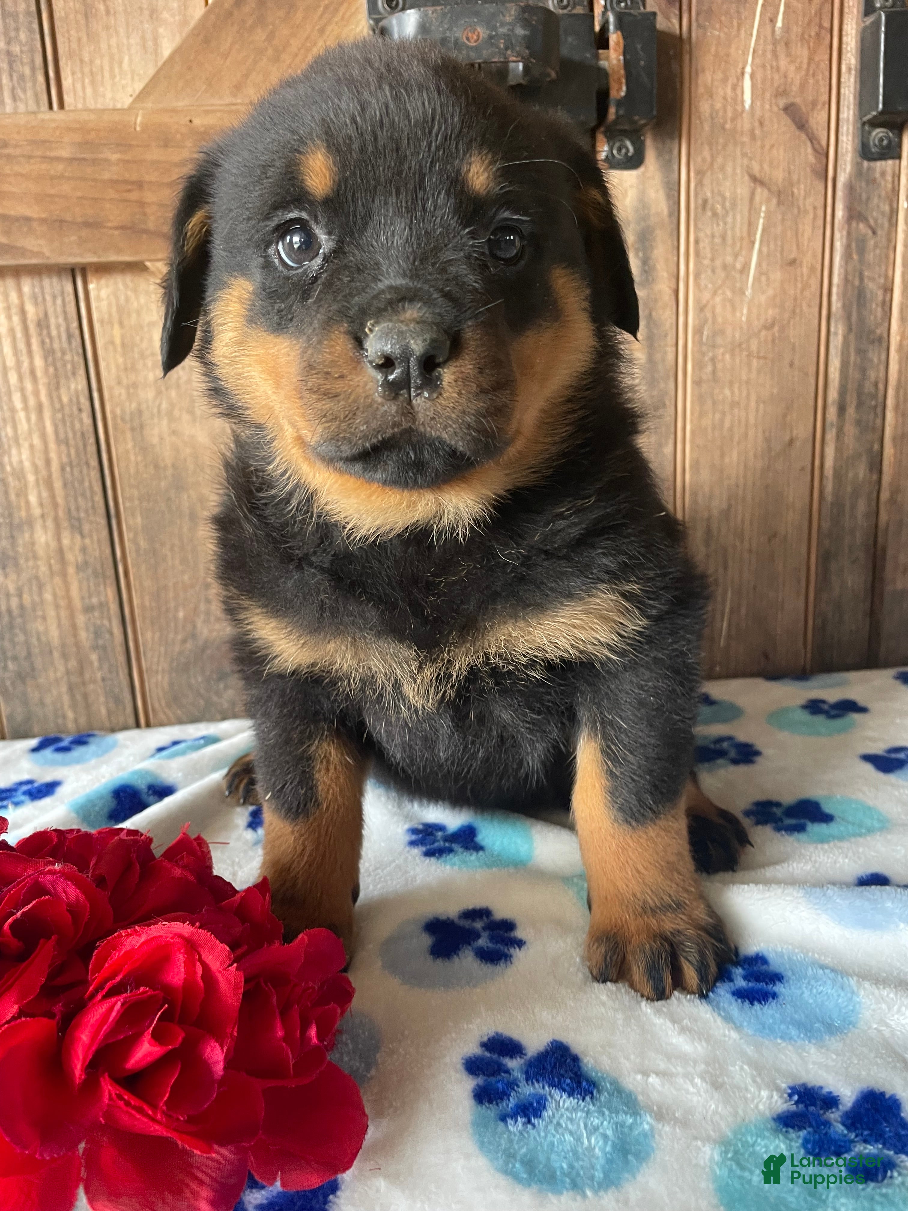 Rottweiler dogs Dakota - Ad 6