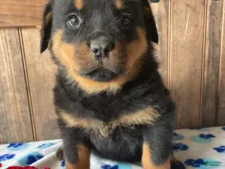 Rottweiler dogs Dakota - Ad 6