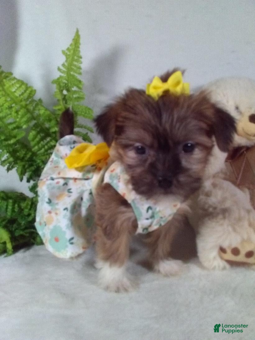 Shorkie dogs Penny - Ad 2