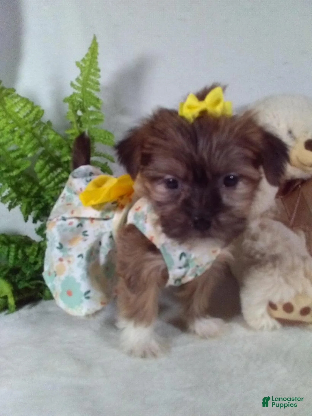 Shorkie dogs for sale: Penny - Ad 2