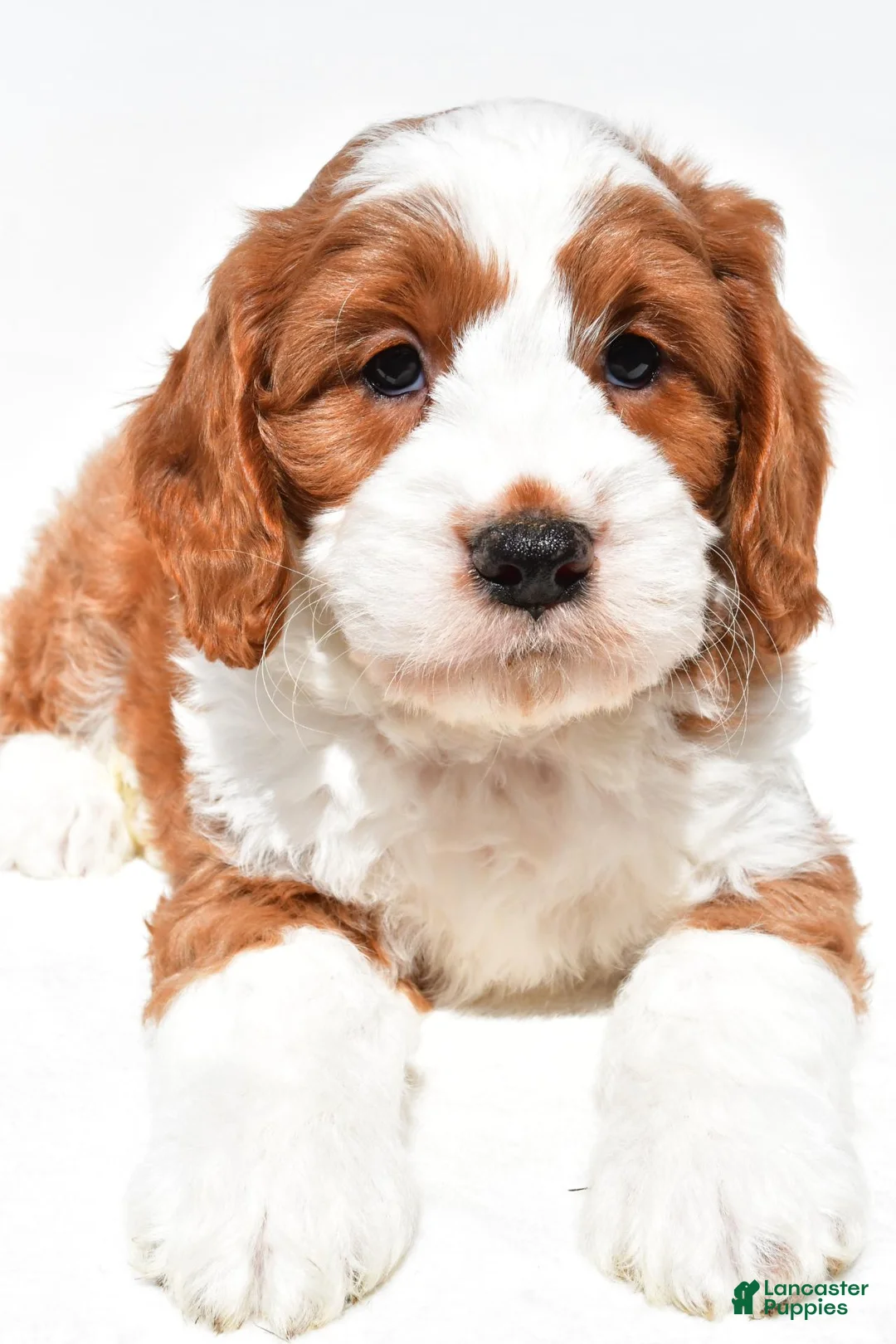 Mini Goldendoodle dogs for sale: Harvey - Ad 2