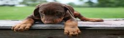 Doberman Pinscher dogs for sale: Gus 🐾 - Ad 9