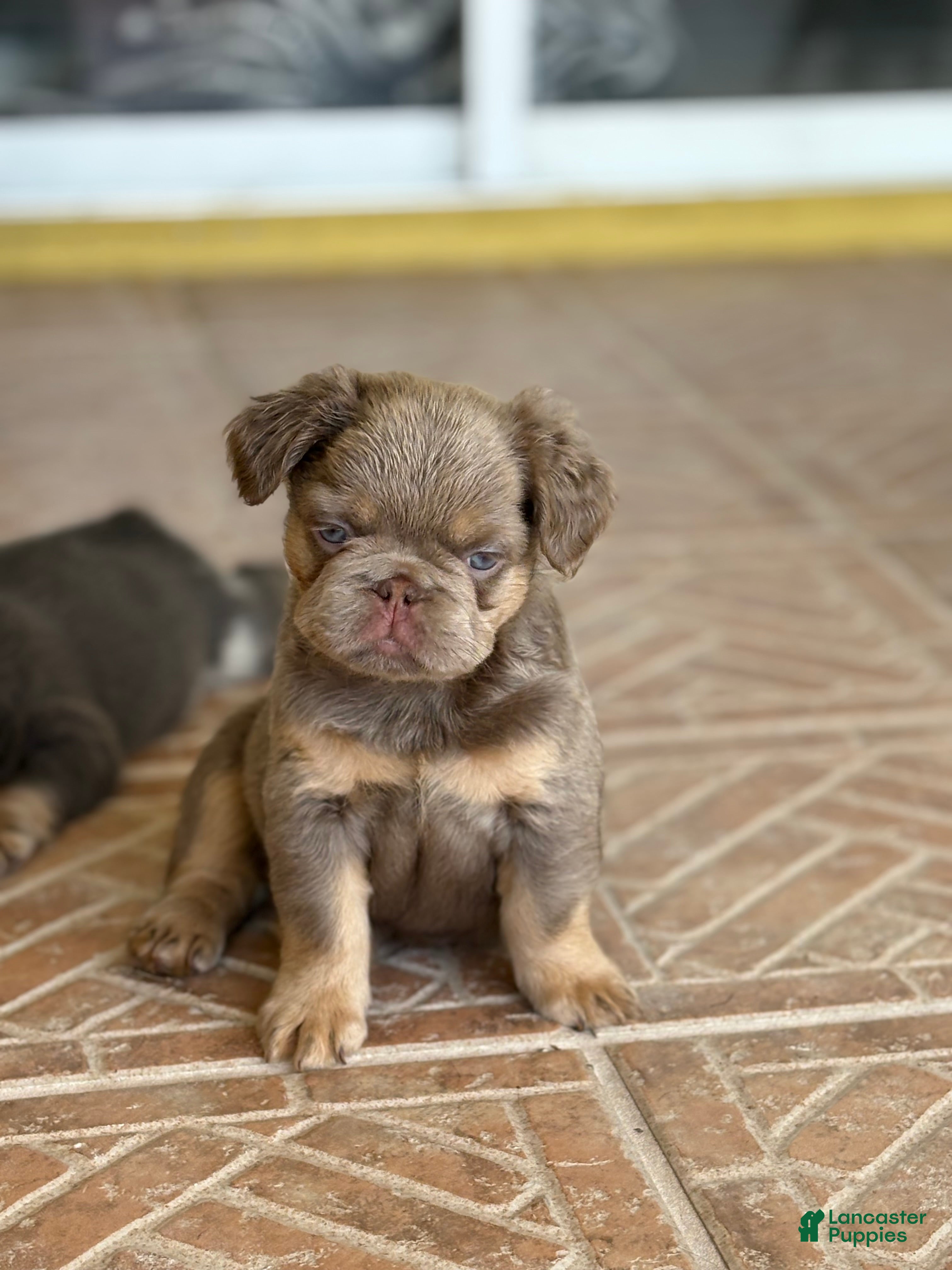 French Bulldog dogs Hazel  - Ad 2