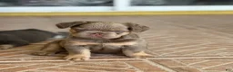French Bulldog dogs for sale: Hazel  - Ad 2
