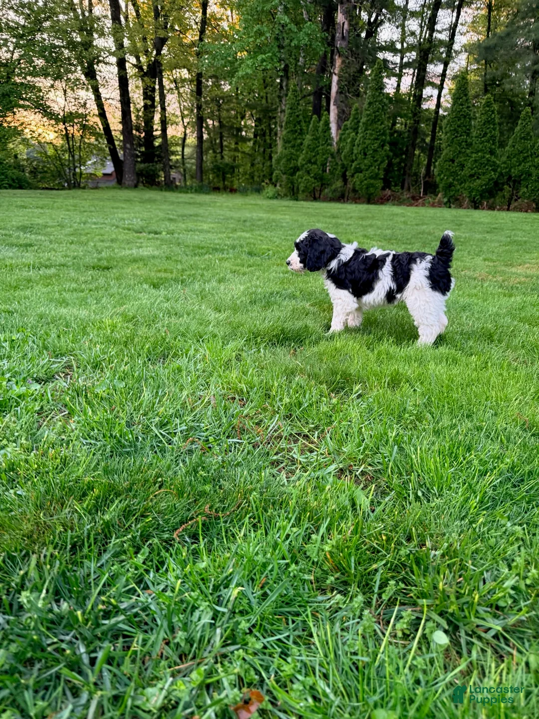 Mixed Breed dogs for sale: Freya Female - Ad 4