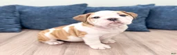 English Bulldog dogs for sale: Sky - Ad 3