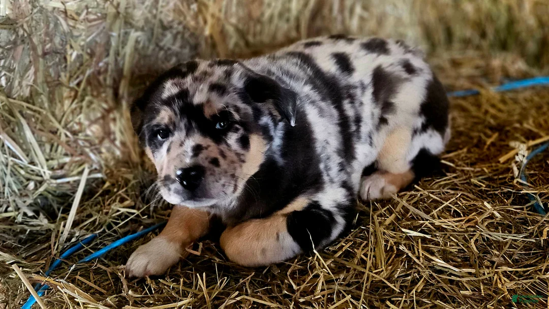 Mixed Breed dogs for sale: Spots - Ad 7
