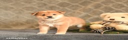 Shiba Inu dogs for sale: Tassel - Ad 3