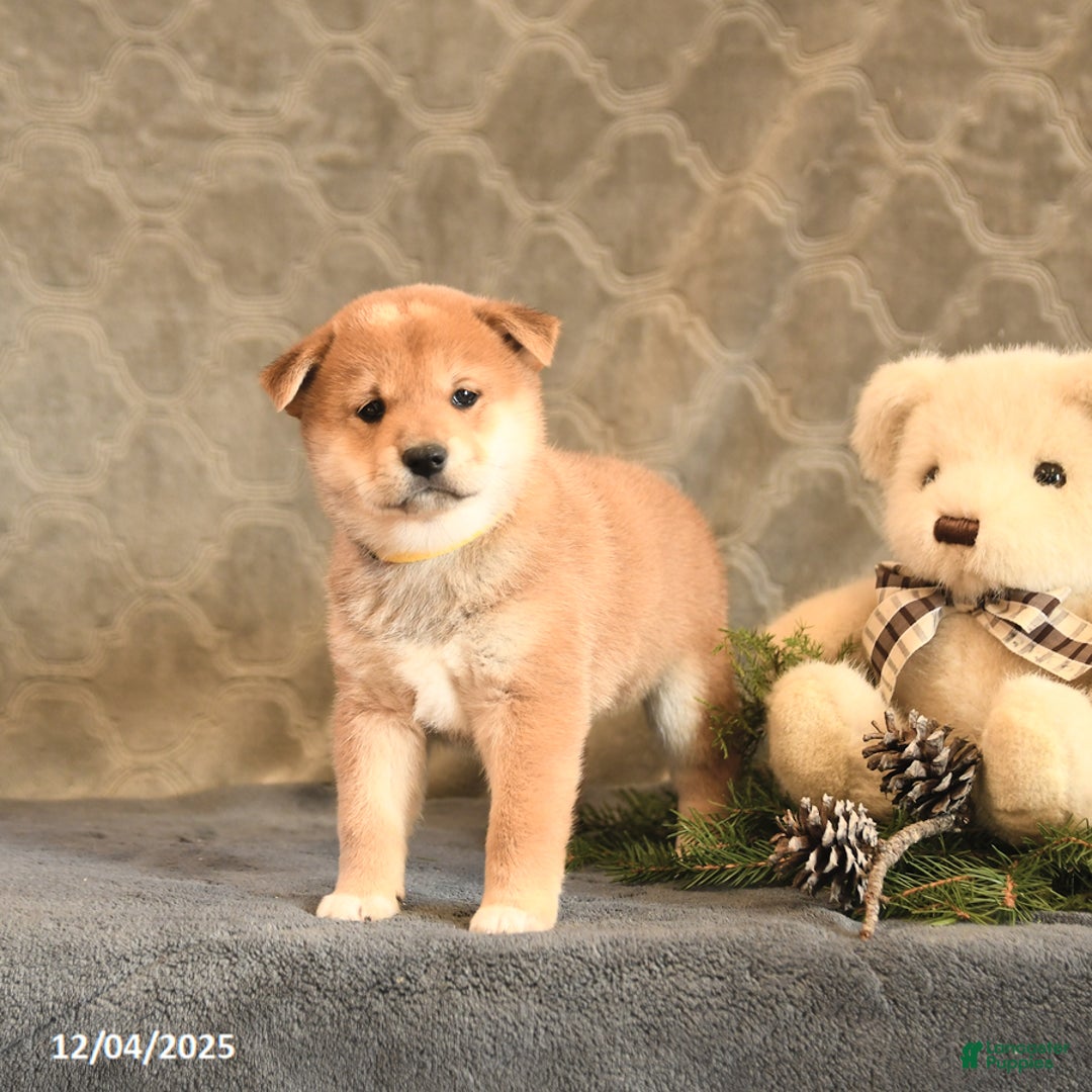Shiba Inu dogs for sale: Tassel - Ad 3