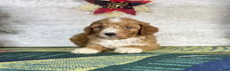 Miniature Poodle dogs for sale: Daisy - Ad 4