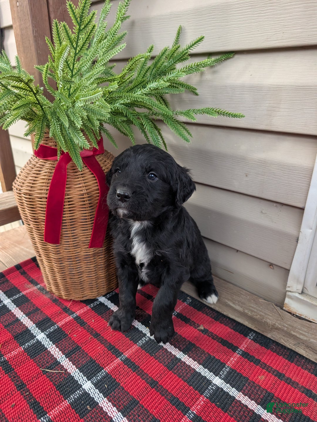 Mixed Breed dogs for sale: Micky  - Ad 2