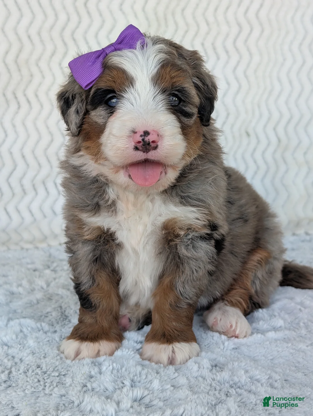 Mini Bernedoodle dogs for sale: Mini Indy  - Ad 42