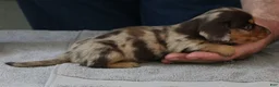 Miniature Dachshund dogs for sale: Mable - Ad 3