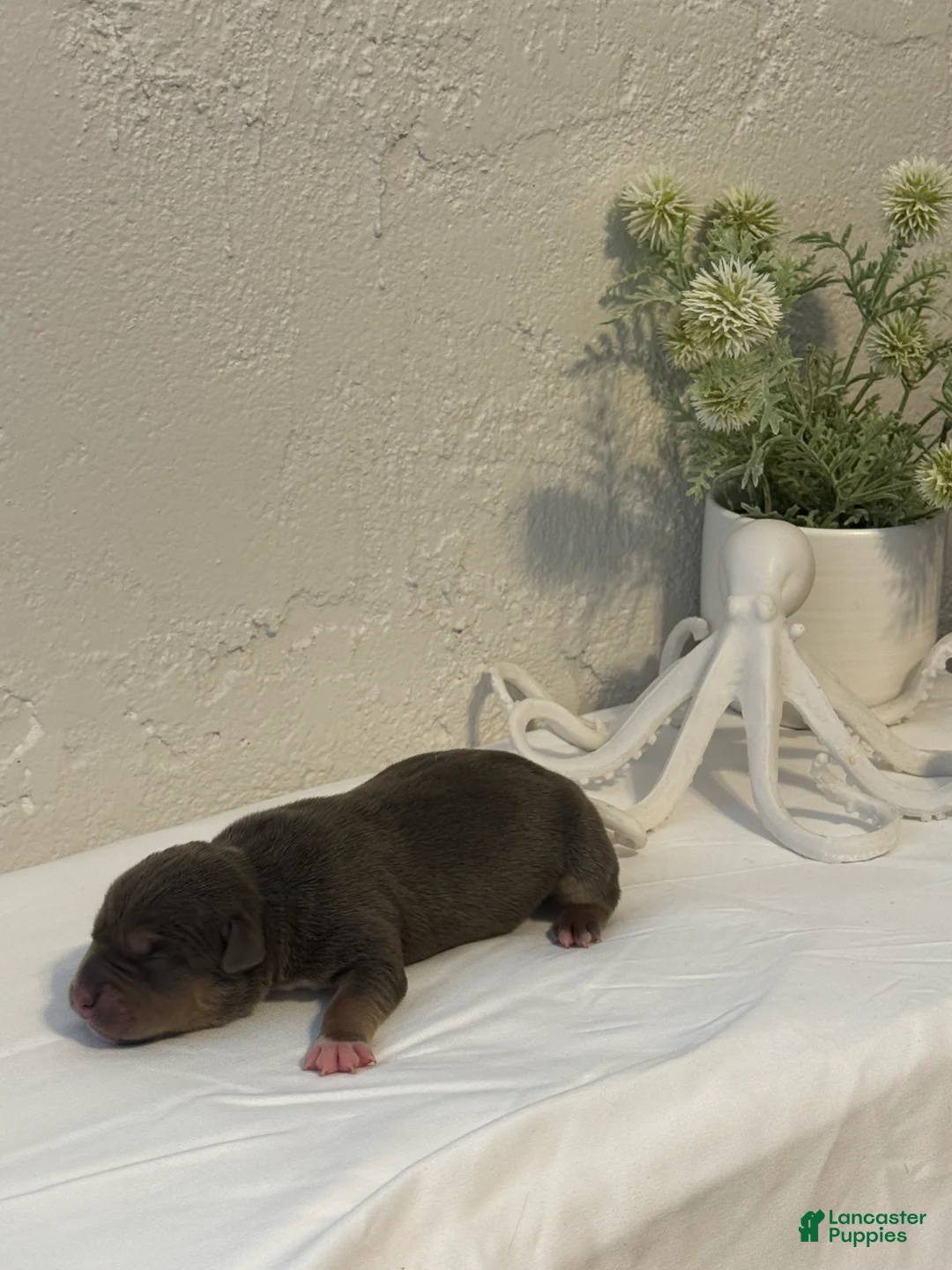 American Bully dogs for sale: Nixie - Ad 2