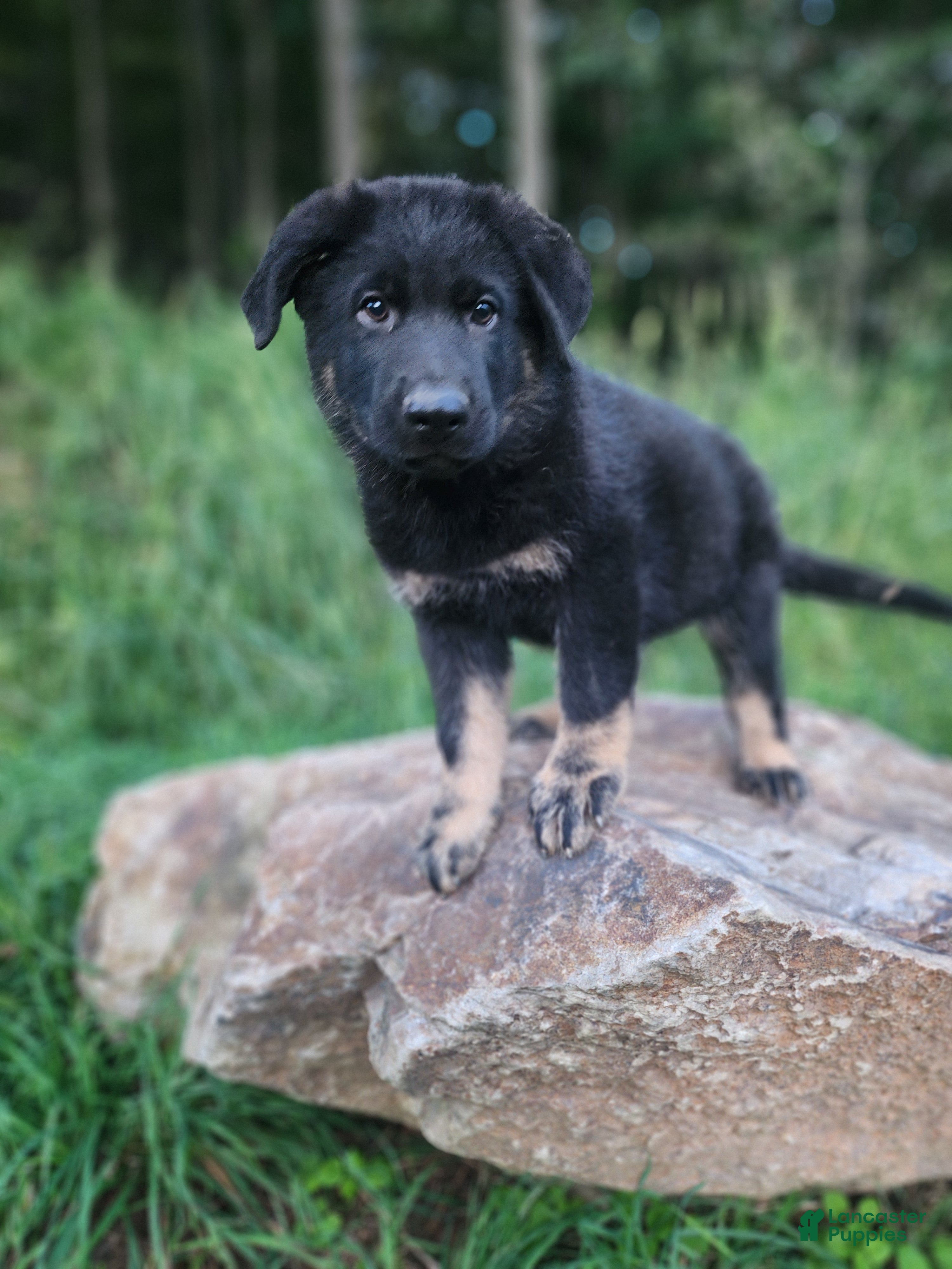 German Shepherd dogs Trek - Ad 2