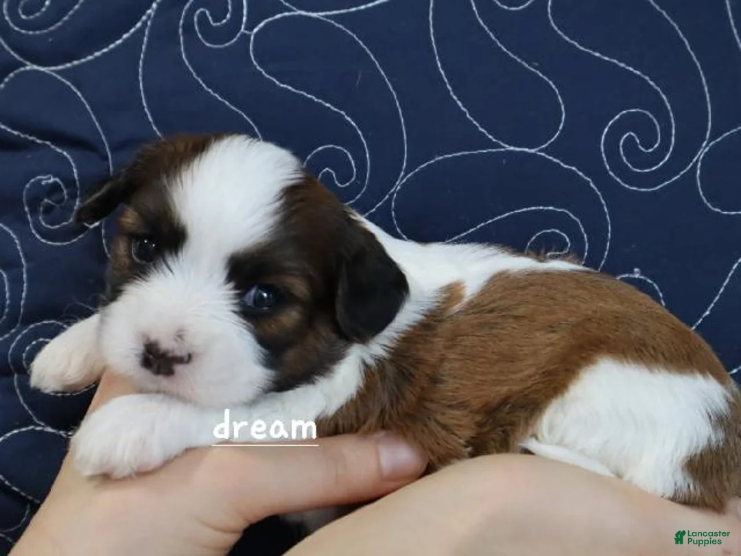 Mixed Breed dogs for sale: Enzo - Ad 1