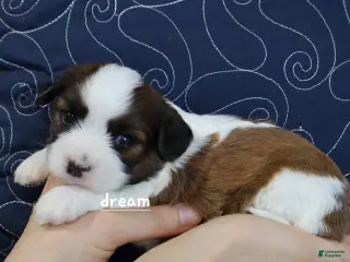 Mixed Breed dogs for sale: Enzo - Ad 1