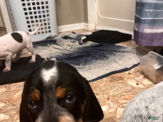 Coonhound dogs - Ad 7