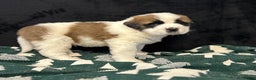 Saint Bernard dogs for sale: Cade - Ad 4