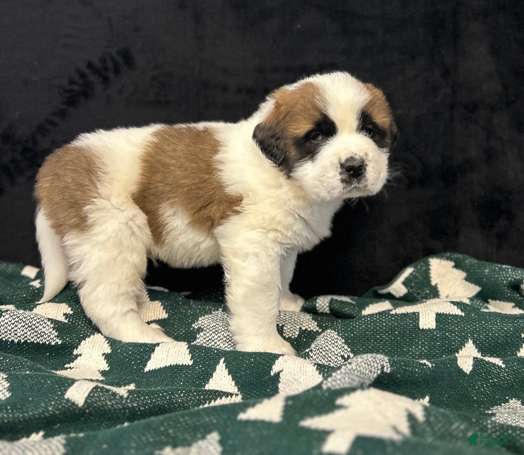 Saint Bernard dogs for sale: Cade - Ad 4
