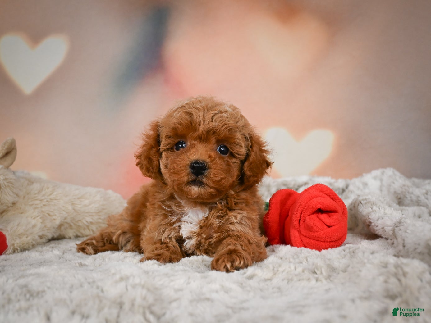 Toy Poodle dogs Bella - Ad 2