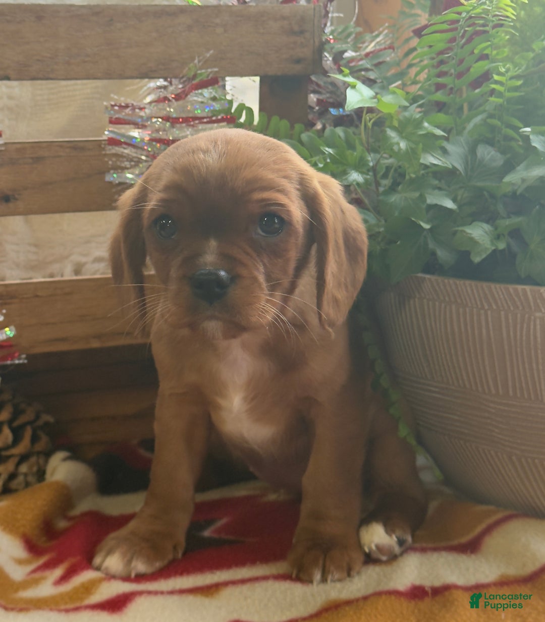 Mixed Breed dogs for sale: Sharla - Ad 10