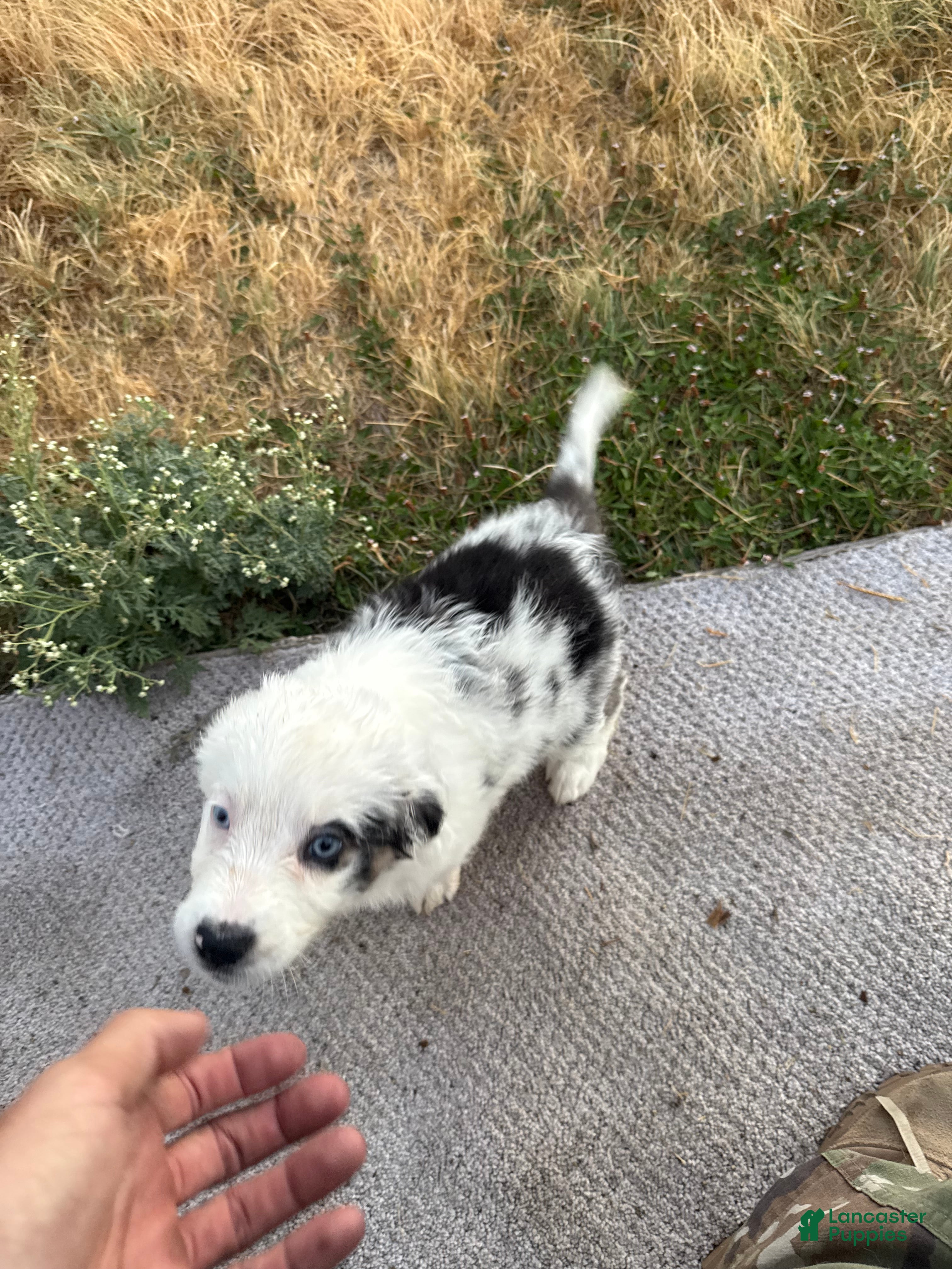 Australian Shepherd dogs Australian Shepherd 1 - Ad 18