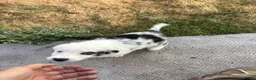 Australian Shepherd dogs for sale: Australian Shepherd 1 - Ad 1