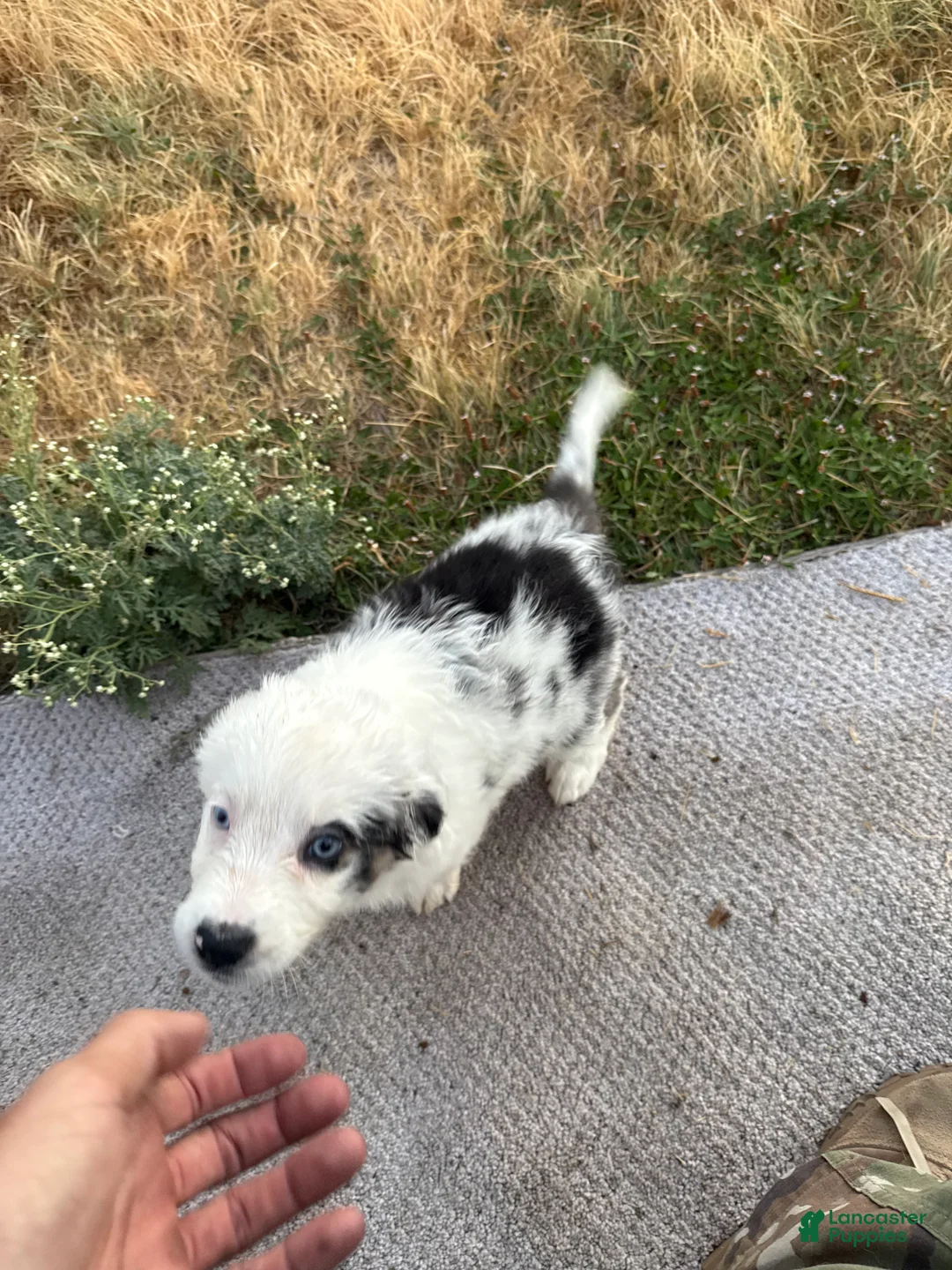 Australian Shepherd dogs for sale: Australian Shepherd 1 - Ad 1