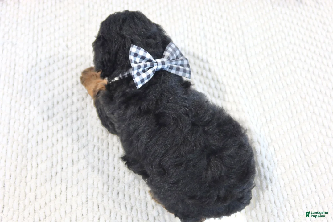 Toy Poodle dogs for sale: Teddy - Ad 4