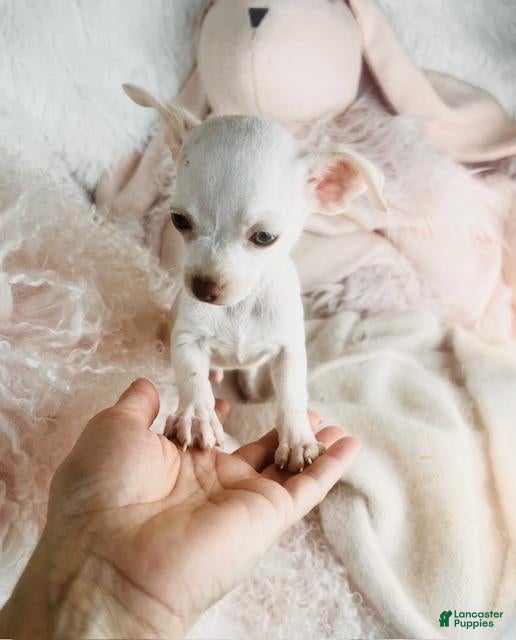 Chihuahua dogs Chihuahua Puppy 1 - Ad 9