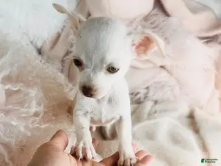 Chihuahua dogs Chihuahua Puppy 1 - Ad 9