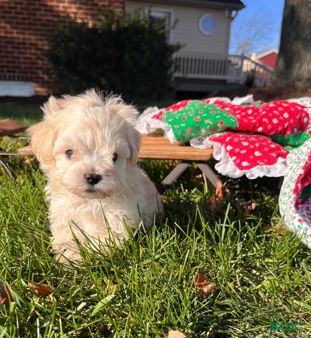 Maltipoo dogs for sale:  Arthur🎄❤️House Trained Crate Potty ❤️🎄717-723-5426 - Ad 1