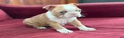 Boston Terrier dogs for sale: Beauty - Ad 8