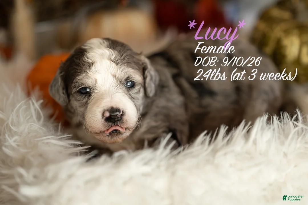 Bernedoodle dogs for sale: Lucy - Ad 1