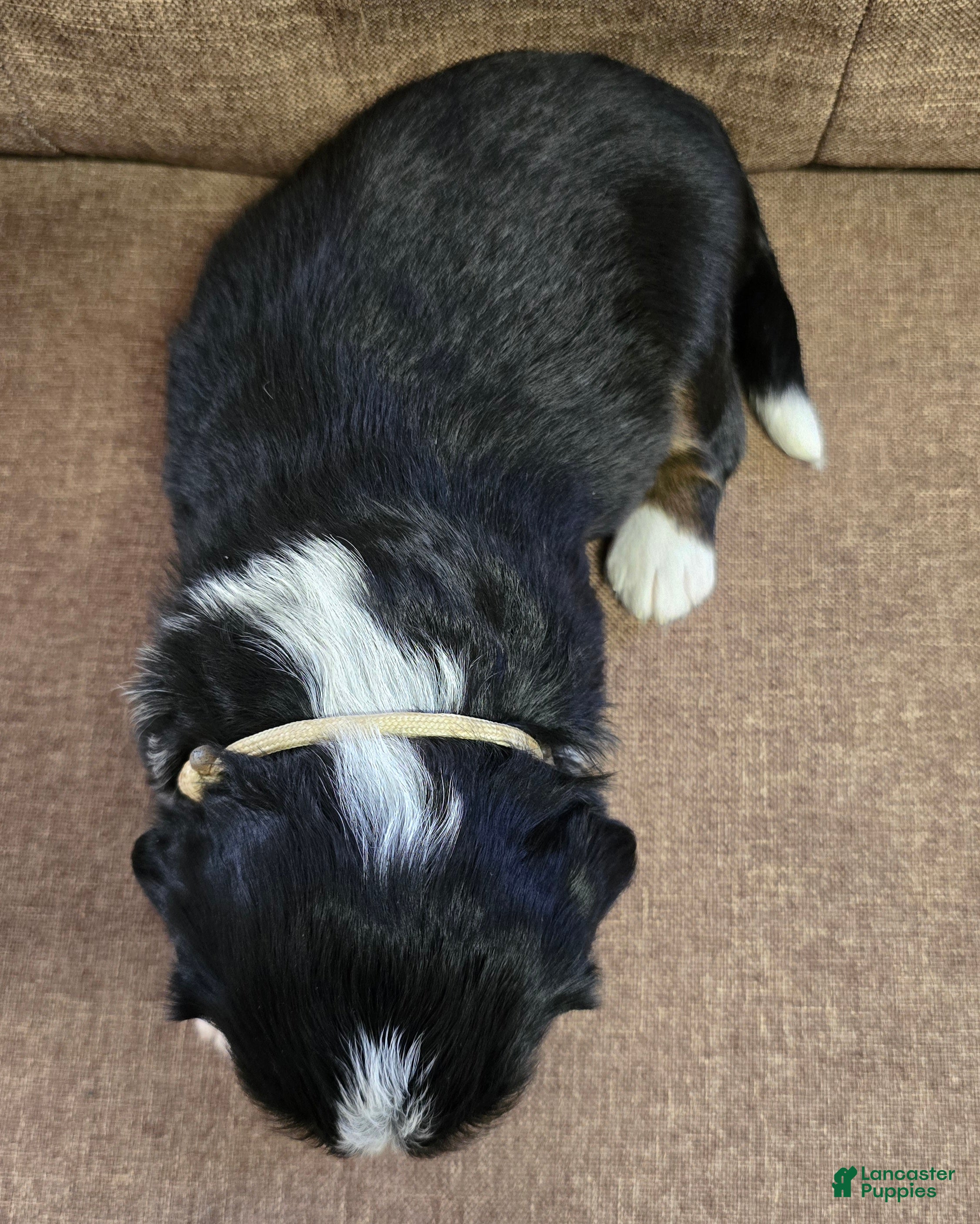 Miniature Bernese Mountain Dog dogs Dublin - Ad 2