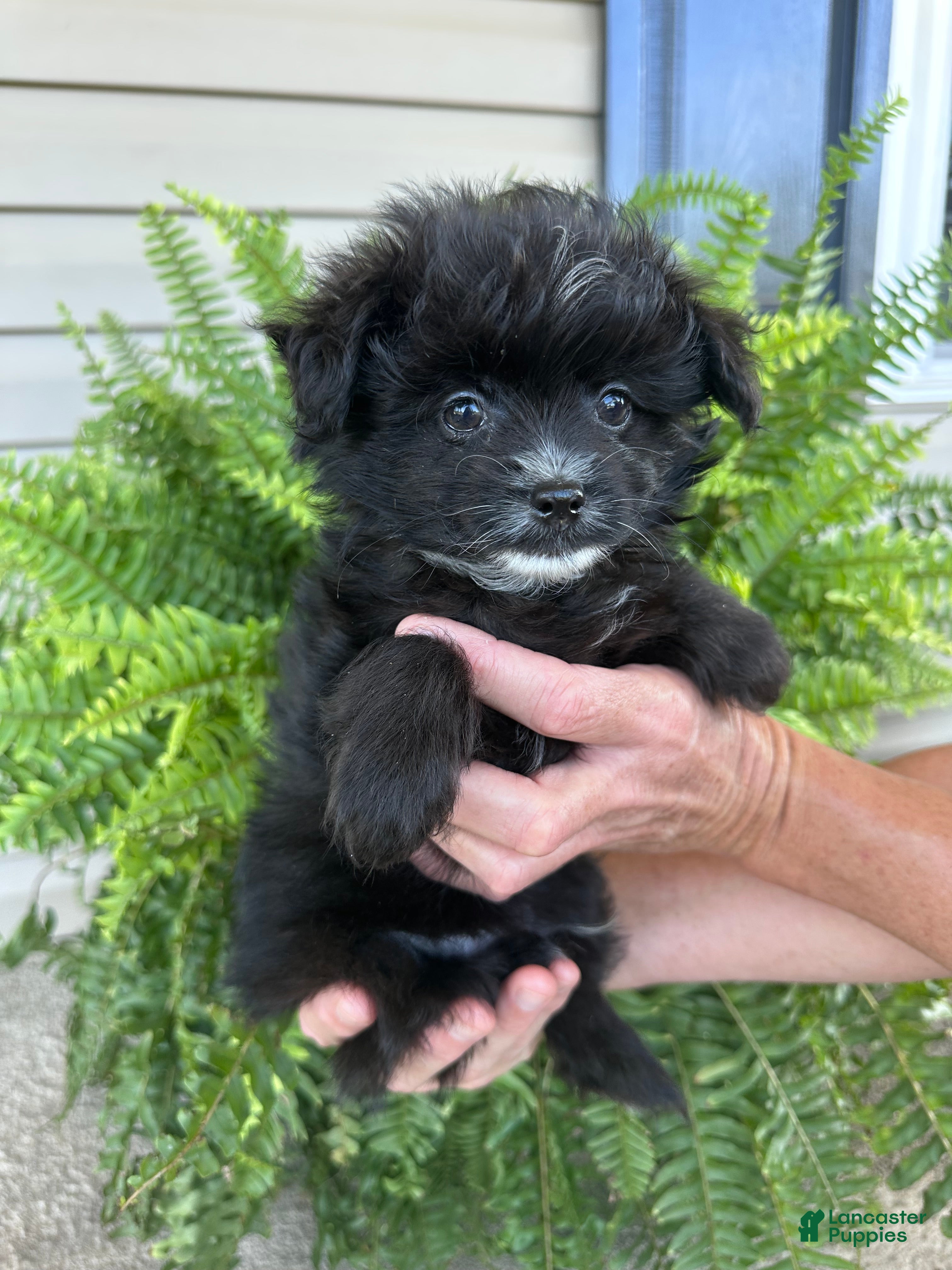 Pomapoo dogs Pomapoo 2 - Ad 17