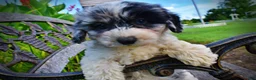 Havapoo dogs for sale: Bluebelle - Ad 5