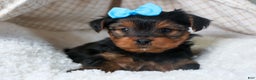 Yorkshire Terrier dogs for sale: CHARLIE - Ad 12