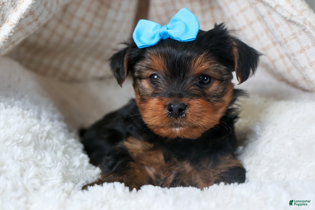 Yorkshire Terrier dogs for sale: CHARLIE - Ad 12