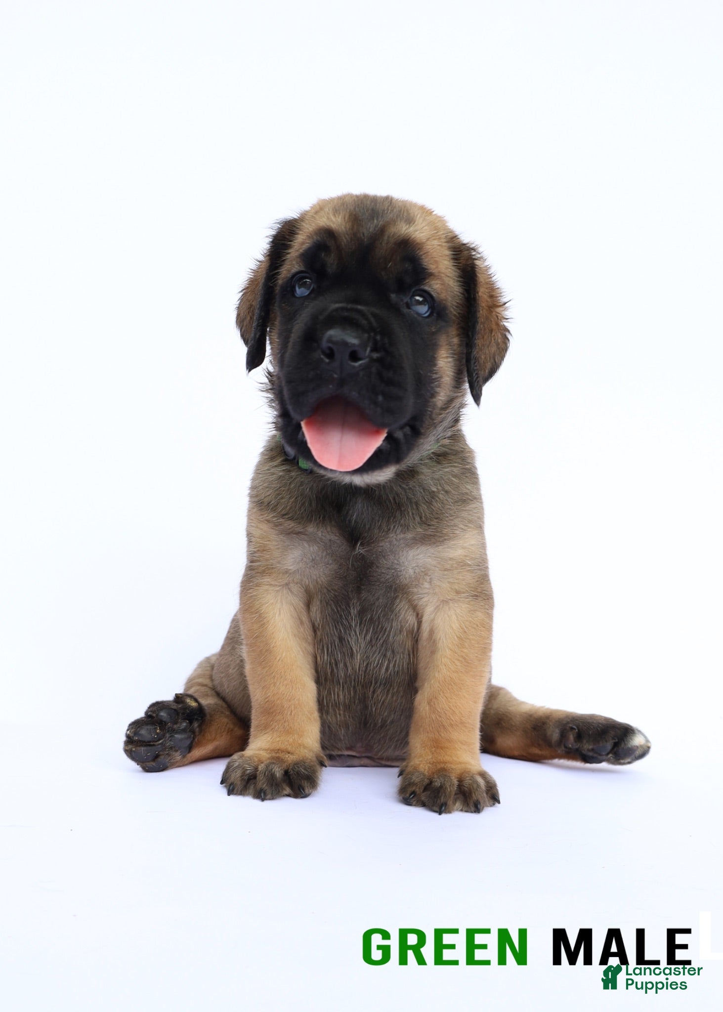 Cane Corso dogs for sale: Green Male - Ad 2