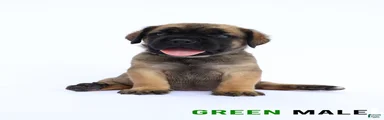 Green Male