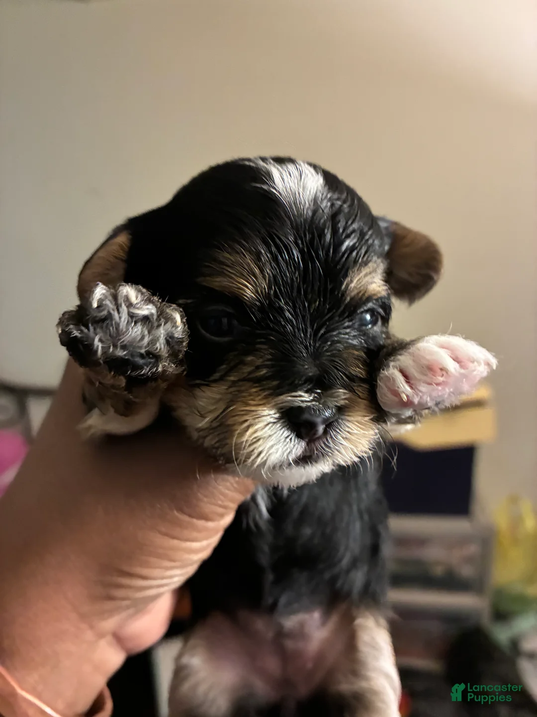 Mixed Breed dogs for sale: Boogie  - Ad 2